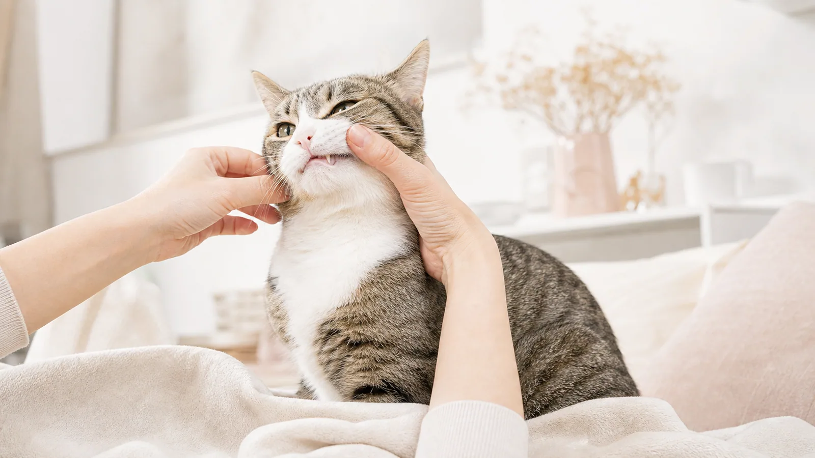 飼主在家中溫柔查看一隻貓的嘴巴外側